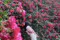 Ngắm hồng leo Sa Pa nở rực rỡ, lý do phải đến Fansipan tháng 5 này