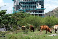 Thị trường địa ốc ngóng chính sách mới