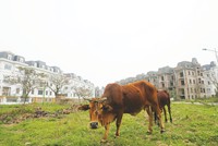 Hoạt động đầu cơ bất động sản có thể gây lãng phí nguồn lực đất đai