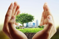 “Chăm sóc” một cái cây đã trải qua nhiều "giông gió" là việc không hề dễ dàng