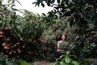 Để du lịch Lục Ngạn bốn mùa hút khách