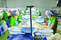 100 container hạt điều xuất đi châu Âu có nguy cơ bị lừa hiện đã trở về với các doanh nghiệp Việt.