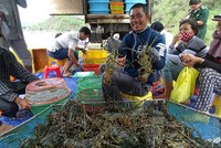 Tại Phú Yên, TX Sông Cầu từ lâu được mệnh danh là "thủ phủ" nghề nuôi tôm hùm duyên hải miền Trung bởi sở hữu những vịnh nước mặn nổi tiếng như Xuân Đài, Cù Mông...