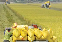 Bảo hiểm nông nghiệp giàu tiềm năng nhưng không dễ khai thác. Ảnh: Dũng Minh 