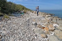 Rạn san hô ở vịnh Nha Trang bị chết hàng loạt.