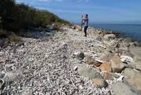 Rạn san hô ở Khu bảo tồn biển Hòn Mun (vịnh Nha Trang, tỉnh Khánh Hòa) bị xâm hại nghiêm trọng. Ảnh: P.V