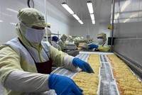 EVFTA bắc cầu để xuất khẩu tôm Việt Nam sang EU tăng 50%