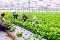 Phát triển nông nghiệp sinh thái là một trong những giải pháp đóng góp vào nỗ lực ứng phó với biến đổi khí hậu.