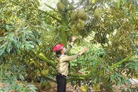 Toàn tỉnh Đắk Lắk hiện có 12.000 ha sầu riêng, sản lượng hằng năm 100.000 tấn. Ảnh: Nhiệt Băng