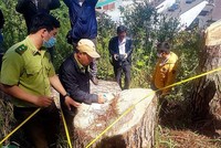 Kiến nghị thu hồi, chấm dứt hoạt động 10 dự án “trốn” bồi thường tài nguyên rừng