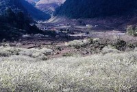 Mùa hoa mận tại Mộc Châu có sức hút rất lớn với khách du lịch. (Ảnh: Vietnam+).