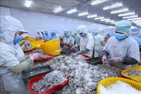 Thị trường Mỹ, Anh giảm mua tôm Việt do lạm phát