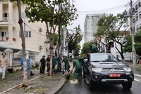 Lực lượng chức năng TP.Đà Nẵng dọn dẹp cây xanh gãy đổ sau bão.