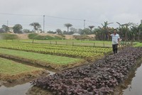 Khu đô thị Ngân Câu Villa của Công ty Thái Dương được hơn 63.000m2. tỉnh Quảng Nam giao đất đợt 1