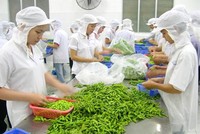 Doanh nghiệp đau đầu vì thiếu nguyên liệu chế biến