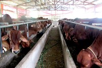 Toàn Thành phố Hà Nội hiện có 130 nghìn con bò, dẫn đầu khu vực đồng bằng sông Hồng, đứng tốp đầu cả nước về chăn nuôi bò.