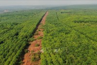 Đường băng còn sót lại của sân bay Hớn Quản. Ảnh: Sỹ Tuyên - TTXVN.