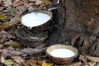 Lợi nhuận doanh nghiệp cao su đi xuống