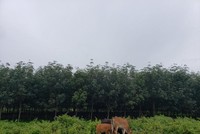 Hơn 27.000 ha rừng tự nhiên ở Đắk Lắk “biến mất”