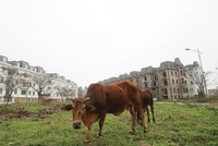 Với các chủ đầu tư dự án bất động sản, rủi ro chính sách là đáng lo ngại nhất. Ảnh: Dũng Minh 