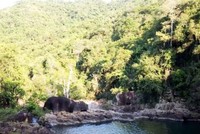 Phú Yên: Dự án trồng rừng được phê duyệt 16 năm, doanh nghiệp vẫn chưa thực hiện