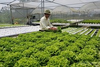 Đà Nẵng xây dựng phương án giải thể các hợp tác xã không còn hoạt động trong giai đoạn 2021¬2023.