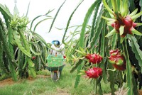 Nhiều loại nông sản của Việt Nam đã được các thị trường khó tính đón nhận Ảnh: Lê Toàn 