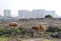 Đất đai là lĩnh vực rất phức tạp. Ảnh: Dũng Minh 