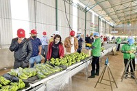 Nhà đầu tư thăm quan nhà máy chế biến chuối của Hoàng Anh Gia Lai Ảnh: Hải Lý