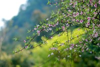 Một mùa Xuân mới lại đến với nhà đầu tư với kỳ vọng sẽ tươi đẹp hơn năm 2022