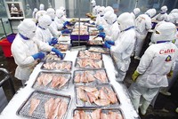 Năm 2022, lần đầu tiên, kim ngạch xuất khẩu nhóm ngành nông - lâm - thủy sản đạt mức trên 53 tỷ USD. Ảnh: Đức Thanh