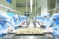 Nuôi yến ở Việt Nam hiện nay còn mang tính tự phát nhiều.