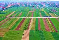 Tháo “nút thắt” về chính sách sử dụng đất nông nghiệp 