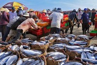 Vasep kiến nghị tháo gỡ bất cập trong thực hiện kiểm soát IUU, cấp S/C và H/C, tạo thuận lợi cho xuất khẩu sang EU.