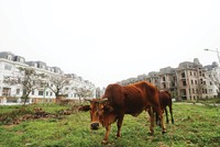 Pháp lý là rào cản chính khiến nhiều dự án “nhỡ” tiến độ. Ảnh: Dũng Minh 