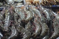 Năm 2022, xuất khẩu tôm sang Australia đạt 259,5 triệu USD, tăng 171% so với 112 triệu USD của năm 2018