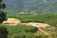 Nhiều rừng keo ở các tỉnh miền Trung đến kỳ khai thác đang “án binh bất động” vì bán sẽ… lỗ