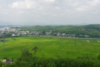 Xử lý hàng nghìn héc - ta keo chết hàng loạt: Quảng Ngãi gặp khó khăn gì? 