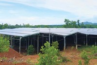 Hệ thống điện mặt trời “mọc” lên trên khu đất mà HTX Nông nghiệp Mỹ Tân An được tỉnh Quảng Nam giao để thực hiện đầu tư xây dựng trang trại sản xuất nông, lâm nghiệp.