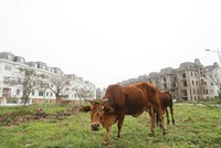 Đất đai là lĩnh vực rất phức tạp