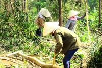 Bình Định “thiếu tiền” để quản lý đất đai các nông, lâm trường quốc doanh