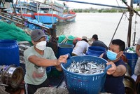 Ủy ban châu Âu sẽ kiểm tra về chống khai thác hải sản bất hợp pháp vào tháng 10/2023.