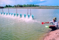 Để ngành tôm vùng ĐBSCL phát triển bền vững 