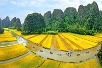 Lễ khai mạc sẽ diễn ra trên cánh đồng lúa rộng gần 10.000 m2. (Ảnh minh hoạ)