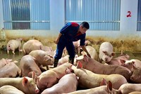 Trang trại heo của ông Phương