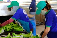 Xuất khẩu chuối sang Trung Quốc thuận lợi hơn vì 2 bên đã ký kết Nghị định thư.