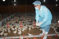 Doanh nghiệp chăn nuôi khó khăn đủ đường 