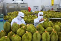 Xuất khẩu nửa cuối tháng 5 có dấu hiệu phục hồi thấy rõ so với 15 ngày đầu tháng.