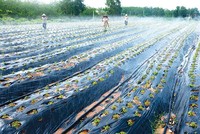 Quảng Bình xây dựng “bệ đỡ” nông nghiệp công nghệ cao 