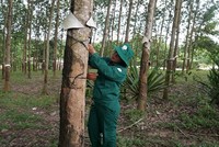 Quảng Nam đề nghị Tập đoàn Công nghiệp Cao su (GVR) chỉ đạo giao lại diện tích đất không sử dụng 